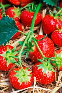982278 strawberries growing over straw